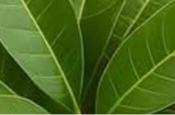 Discover the Power of Mango Leaf Tea for Your Health