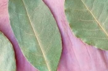 Discover the Benefits of Bay Leaf for Your Feet: A Natural Remedy
