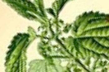 Nettles: The Unsung Hero for Blood Sugar Management