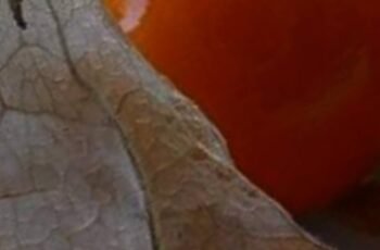 Just One Leaf of This Plant Is Worth a Gold Mine: Physalis (Canapum) – What It’s Used For