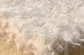 Coconut Cream Dream Cake