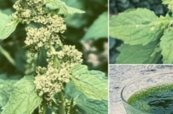 The Hidden Power of This Miracle Plant for Your Garden and Health