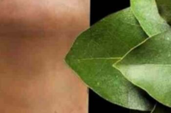 Bay Leaf The Natural Wrinkle Eraser for Ageless Beauty