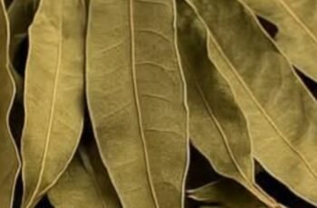 Incredible The Tea That Improves Vision Controls Diabetes and Lowers Cholesterol