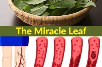 7 Healing Leaves That Naturally Support Diabetes, Blood Pressure, Pain Relief, Cholesterol, and Circulation