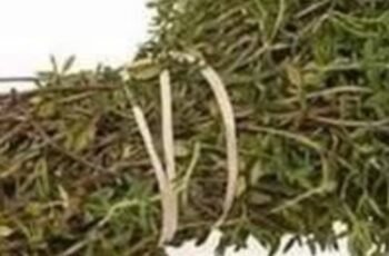 The Most Potent Herb That Destroys Parasites