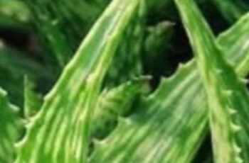 Barbara O’Neill’s Natural Wisdom for Cancer Support: A Holistic Path to Healing