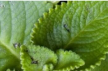 Oregano Nature s Small but Mighty Healer