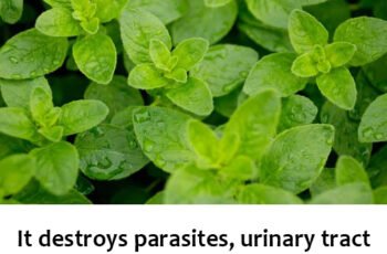 It is one of the most powerful plants in the world