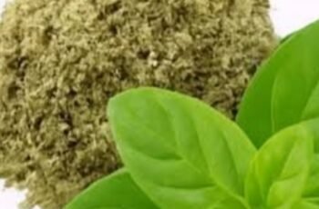 Oregano: The Small Plant with Big Health Benefits