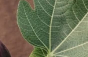 The Power of Fig Leaves: Hidden Benefits in These Leaves