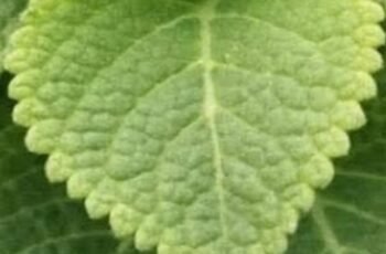 Oregano Leaf Remedy: Traditional Herbal Tea for Daily Wellness