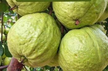 Guava Fruit Benefits: A Natural Boost for Blood Sugar Balance and Hair Growth