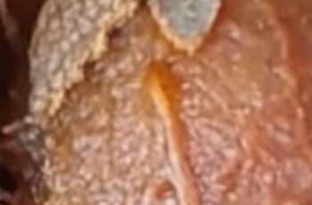 Tamarind: The Tropical Fruit That Heals Inside and Out