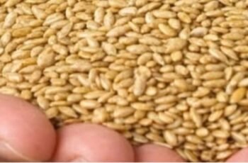 Alpiste The Miracle Seed of Nature Benefits Uses