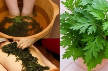 Wormwood: The Ancient Herb That Knows Too Many Secrets