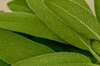 A Natural Miracle for Brain Health Inflammation and Joint Pain