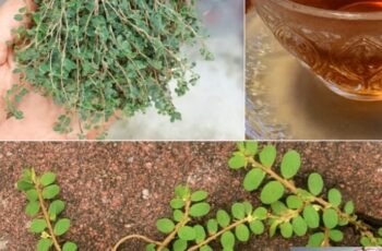 Euphorbia Thymifolia: The Tiny Herb with Mighty Health Benefits You Cant Ignore