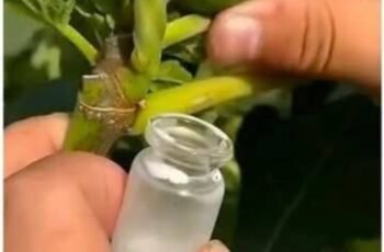 30 Amazing Benefits of Lactuca serriola (Wild Lettuce)