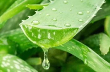 Aloe Vera Super Remedy: Stronger Than Garlic, Lemon, and Fights Bacteria & Fungi Naturally