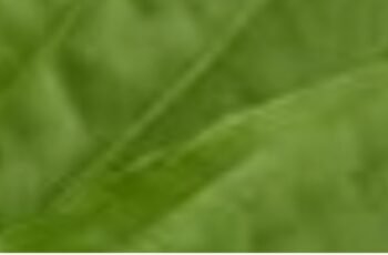 THIS PLANT CURES EVERYTHING from head to toe