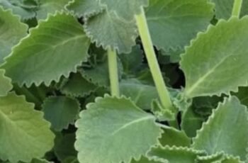 Just 1 Oregano Leaf Per Day A Tiny Habit with Big Health Benefits
