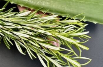 Unlock the Detoxifying Power of Aloe Vera