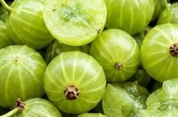 Doctors Won’t Tell You What Gooseberry Does to Your Kidneys