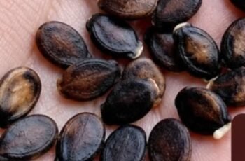 Apple Seeds and Cancer Claims: What Science Actually Says
