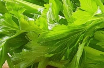 Cleanses the Liver 150 Times More Powerful Than Garlic and Lemon: Grandma’s Miracle Recipe