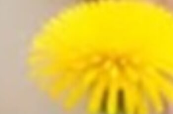 A plant that destroys cancer cells in 48 hours. 1000 times more effective than chemotherapy. I’ll give you the recipe for a simple